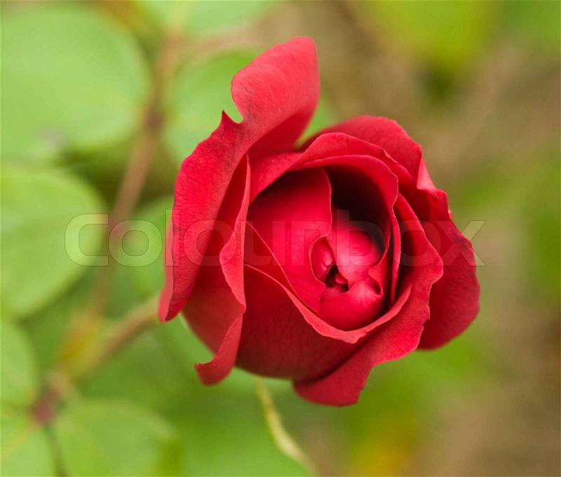 Beautiful red rose on the green natural background.Shallow focus, stock photo
