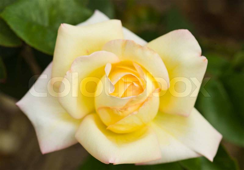 Beautiful yellow rose on the green natural background.Shallow focus, stock photo
