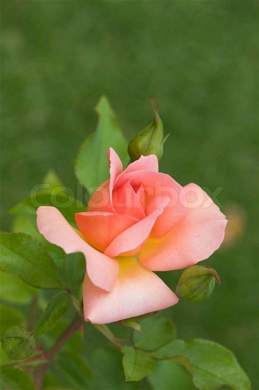 Beautiful pink rose on the green natural background.Shallow focus, stock photo