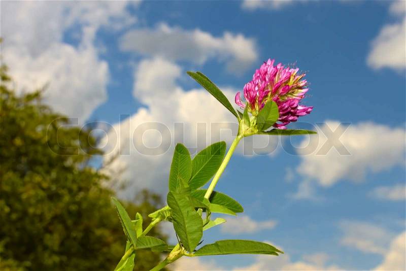 Clover flower against of blue sky with clouds, stock photo