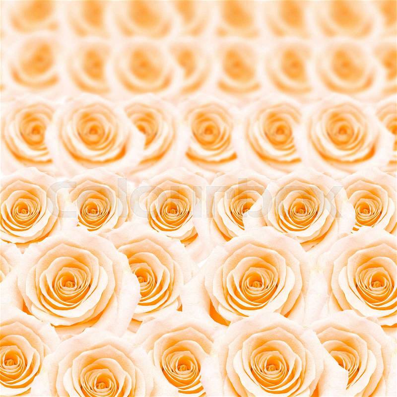 Beautiful orange rose pattern, nature flower abstract background, stock photo