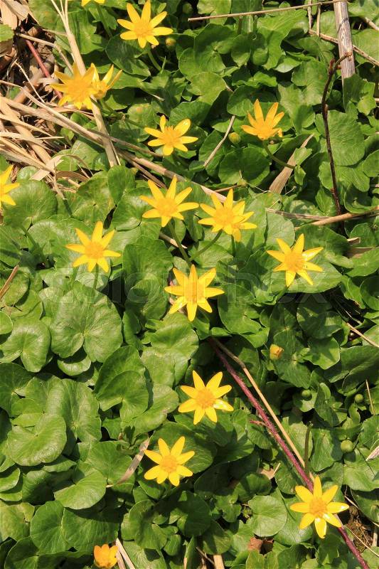 Many blooming wild yellow plants, lesser celandine, in the sun in spring in Zuidland, stock photo