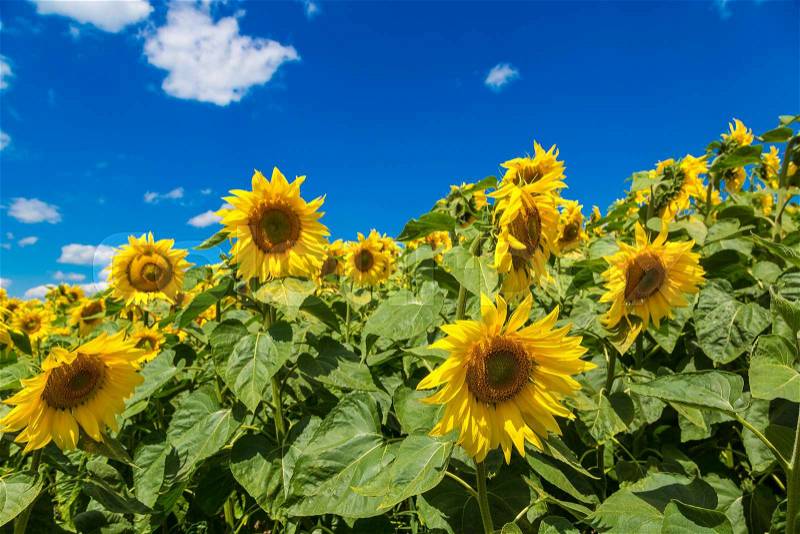 Blooming field of sunflowers on blue sky, stock photo