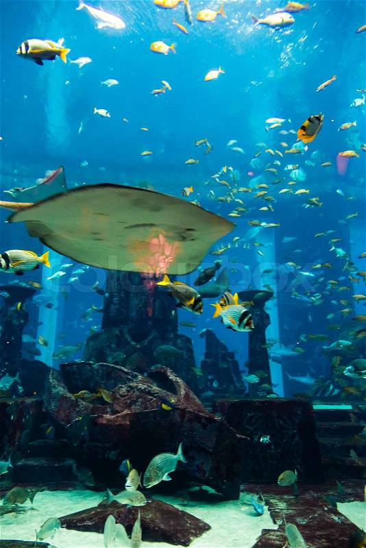 Photo of a tropical fish on a coral reef in Dubai aquarium, stock photo