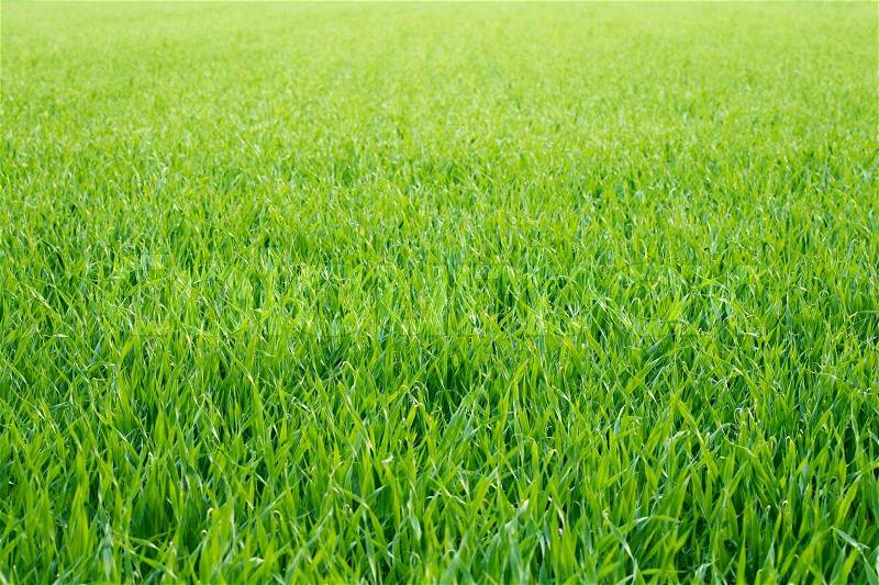 Green barley seedlings on a barley field, stock photo