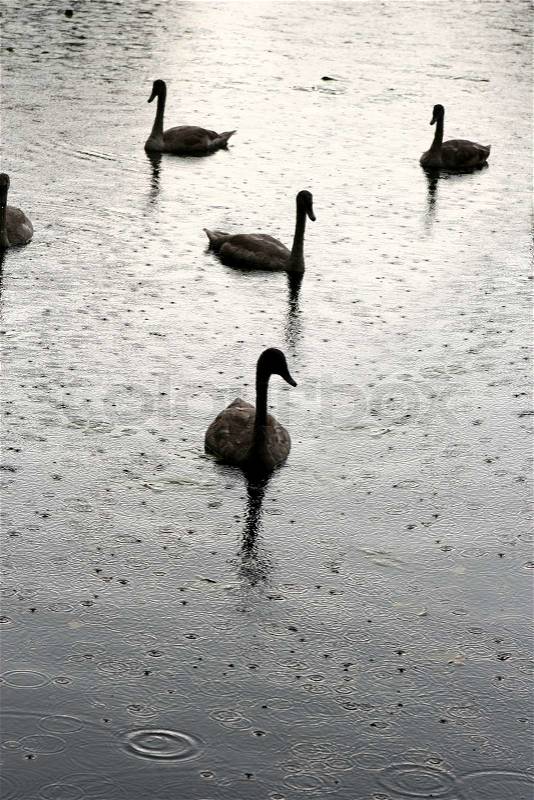 Swans swimming on a danish lake under the rain, stock photo