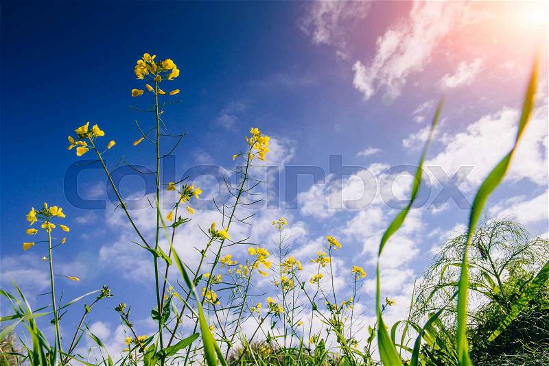 Yellow flowers and blue sky with fluffy white clouds and sunshine through them, stock photo