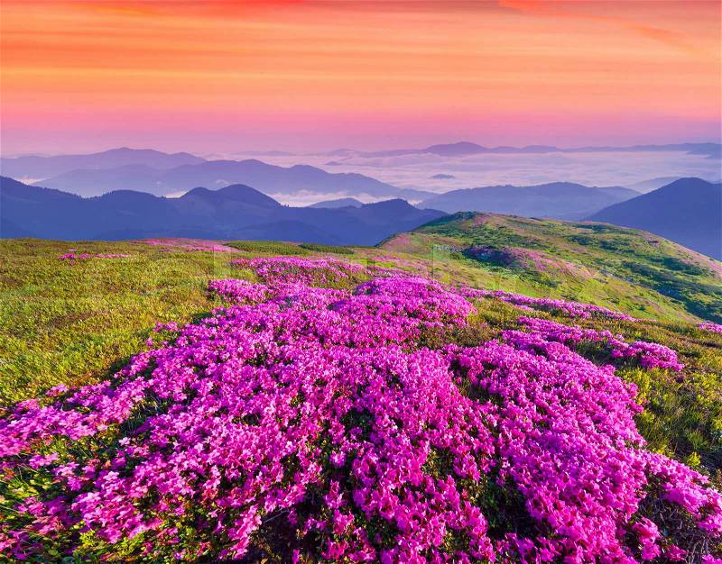 Magic pink rhododendron flowers in the mountains. Summer sunrise, stock photo