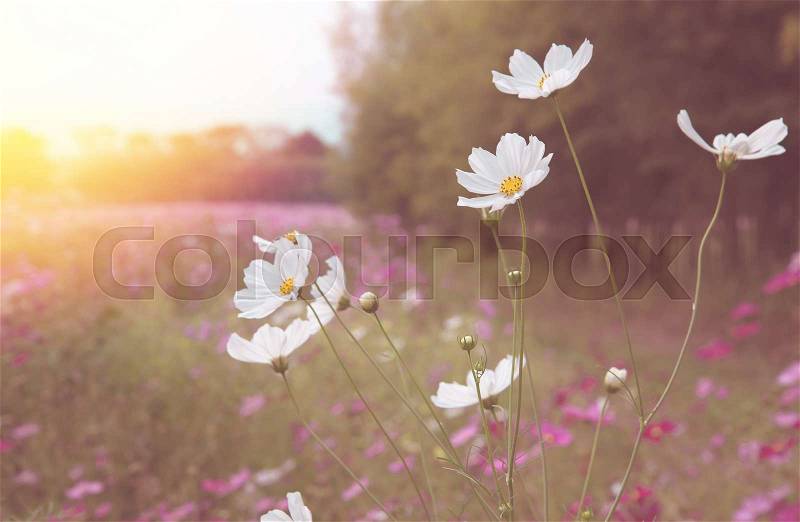 Cosmos white flower in the field, stock photo