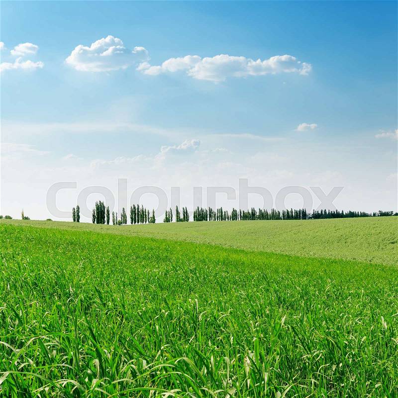 Green grass field and blue sky over it, stock photo