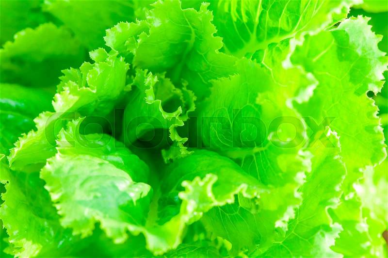 Macro shot of leaves of green lettuce, stock photo