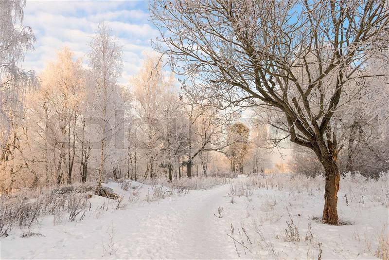 Winter forest landscape in good weather, stock photo