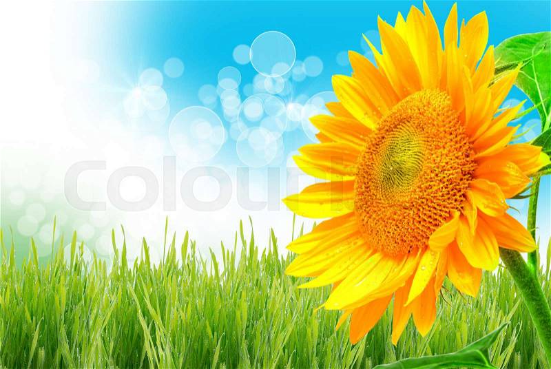 Close up of sunflower, stock photo