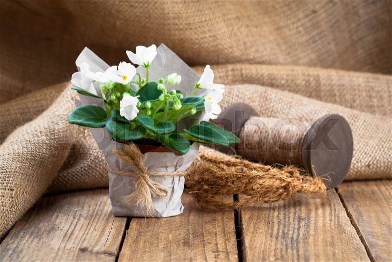 White Saintpaulias flowers in paper packaging, on sackcloth, wooden background, stock photo