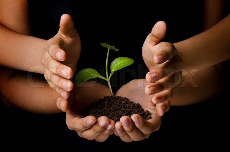Women hands protecting a young plant, stock photo