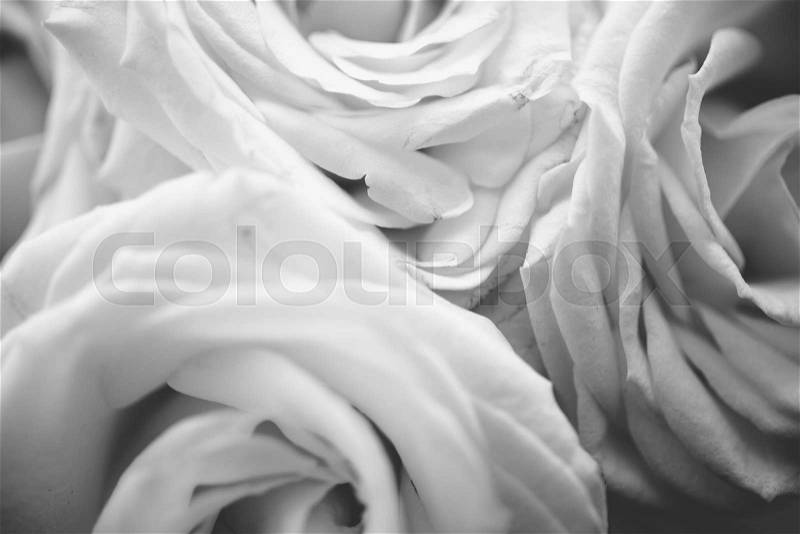 Closeup black and white texture of white roses, stock photo