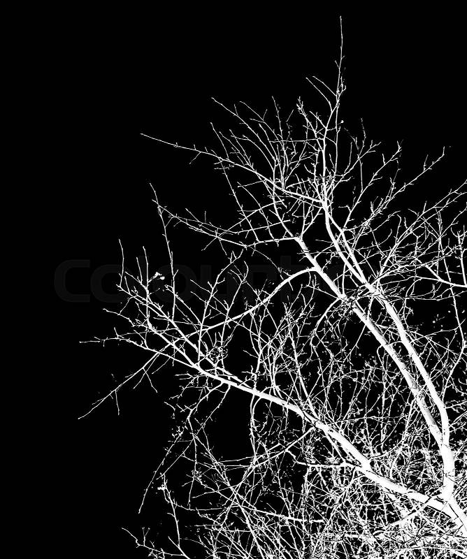 Abstraction, white tree branches on a black background, stock photo