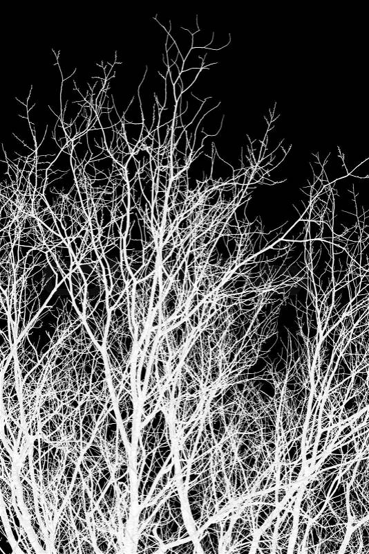 Abstraction, white tree branches on a black background, stock photo