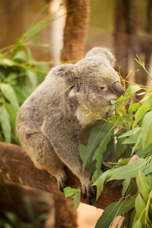 Koala eating eucalyptus leaves on the tree, stock photo