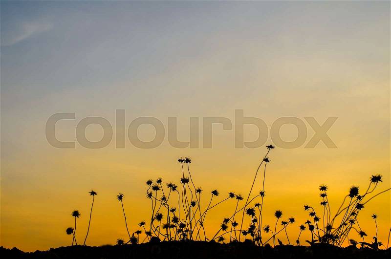 Grass silhouettes, grass silhouettes background with sun set, stock photo