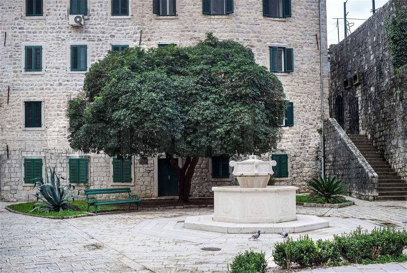 Tree in the central old town square of Kotor, Montenegro, stock photo