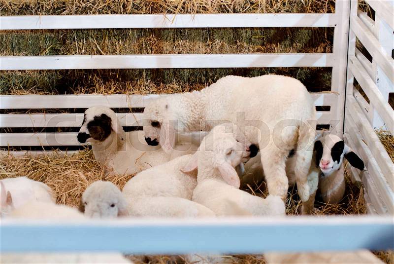 Herd of pet goats on farm, stock photo