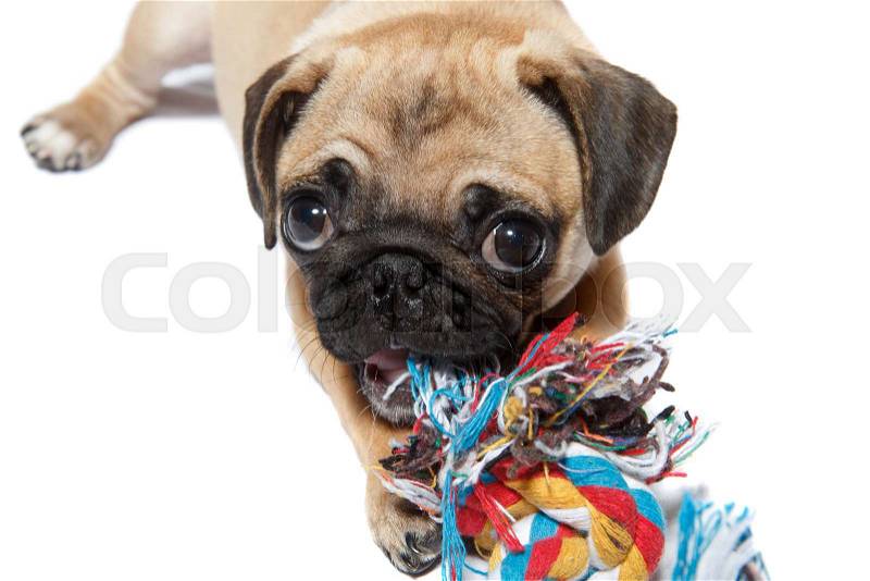 A young light colored pug chewing a toy on white background, stock photo
