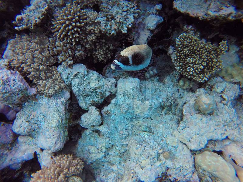 Red sea coral reef with hard corals and fishes - underwater photo, stock photo
