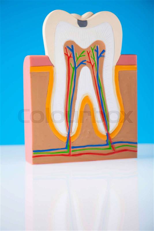 Human tooth structure, bright colorful tone concept, stock photo
