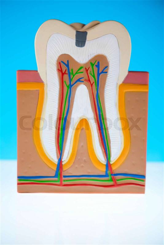 Human tooth structure, bright colorful tone concept, stock photo