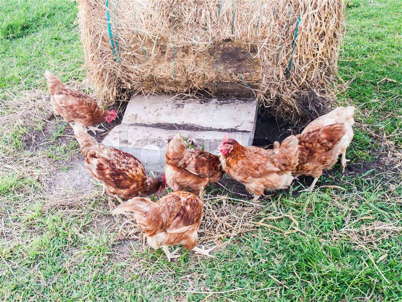 Free range chickens on a lawn pecking the ground, stock photo