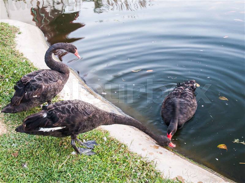 Black swans in the pond, stock photo