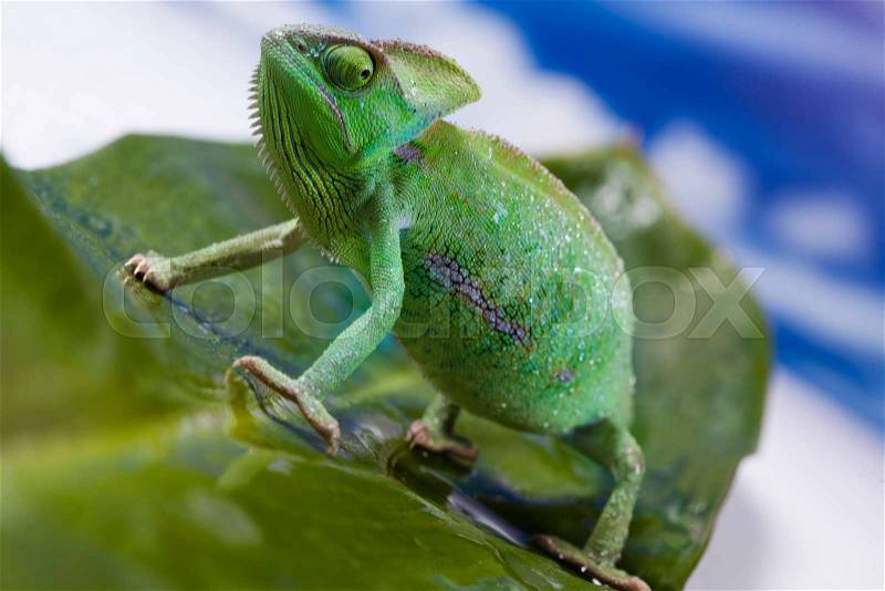 Chameleon on the blue sky, bright vivid exotic climate, stock photo