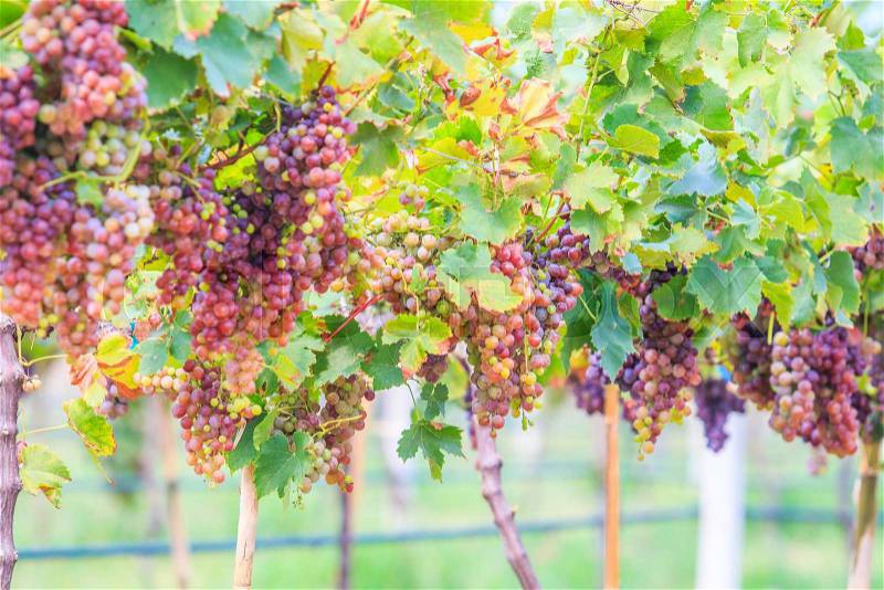Bineyard Bunch of grapes on the vine with green leaves, stock photo