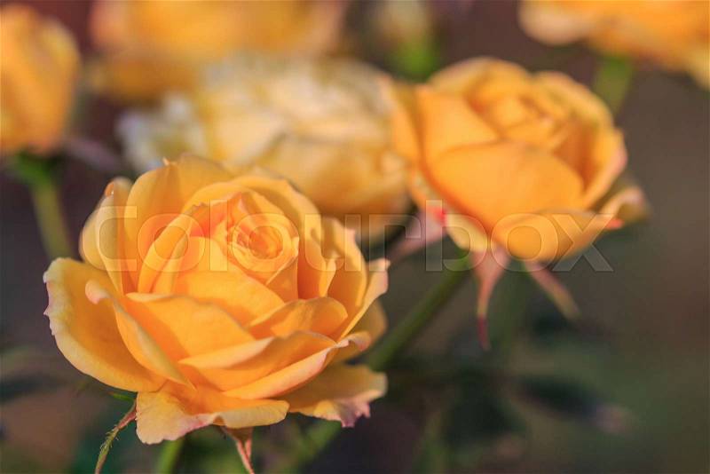Yellow rose background, stock photo