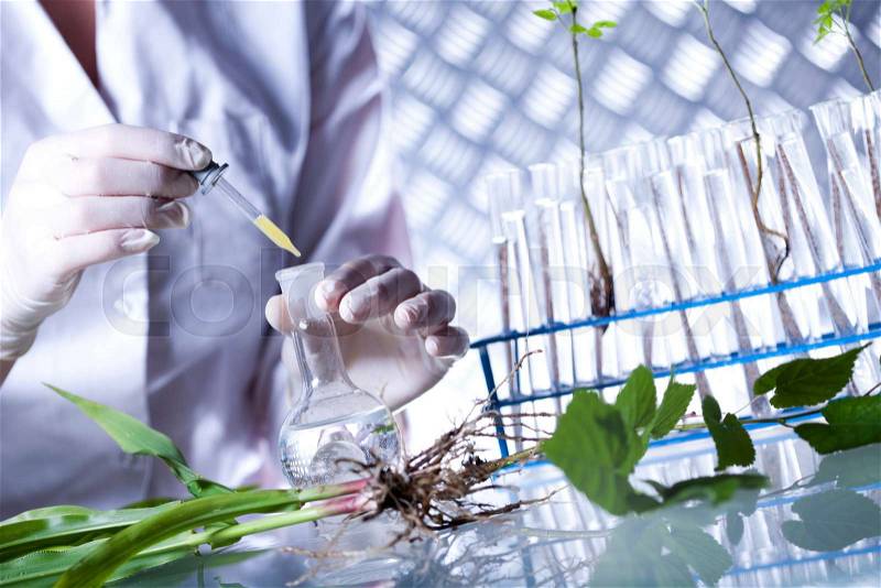 Science experiment with plant laboratory, stock photo