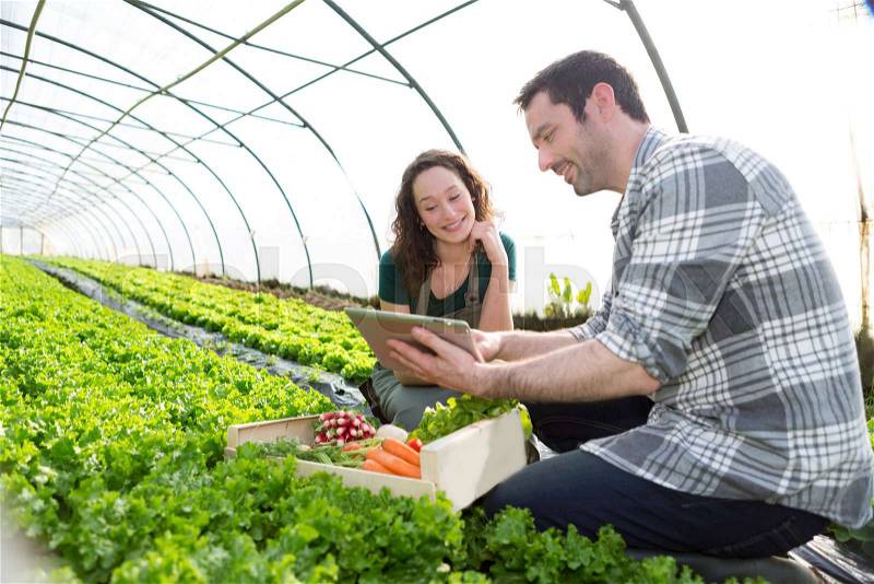 View of a Farmer teaching new employee to gardening, stock photo