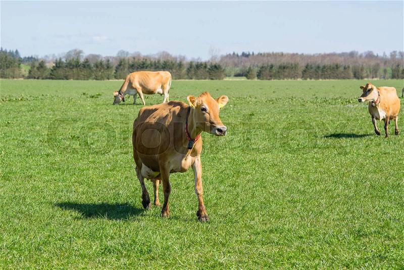 Jersey cows running on a green field in the spring, stock photo
