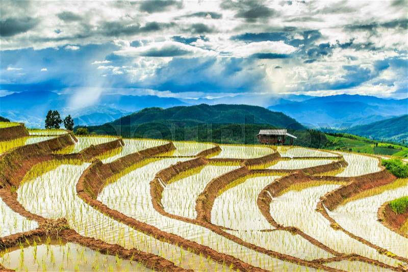 Paddy - rice fields at pa pong peang chiang mai asia Thailand, stock photo