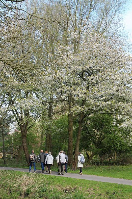 The tourists and the guide walking along wonderful trees with white blossom and go to the exit of the park in spring, stock photo