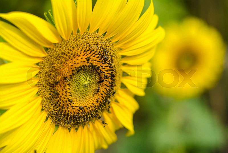 Close-up of sun flower on sun flower field, stock photo
