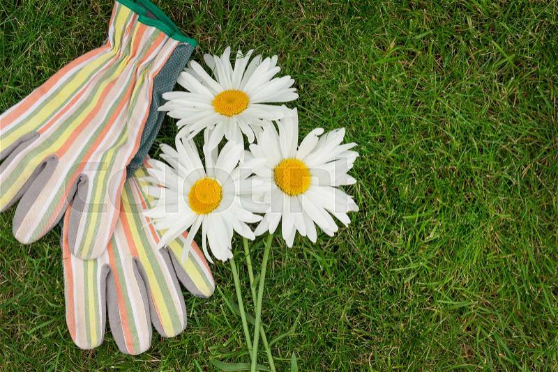 Garden gloves and chamomile flowers over green grass with copy space, stock photo