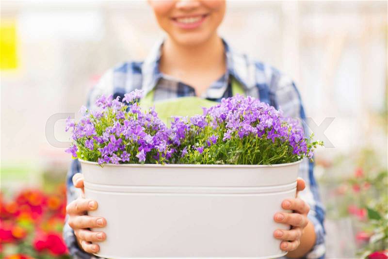 People, gardening and profession concept - happy woman or gardener holding flowers in big pot at greenhouse, stock photo