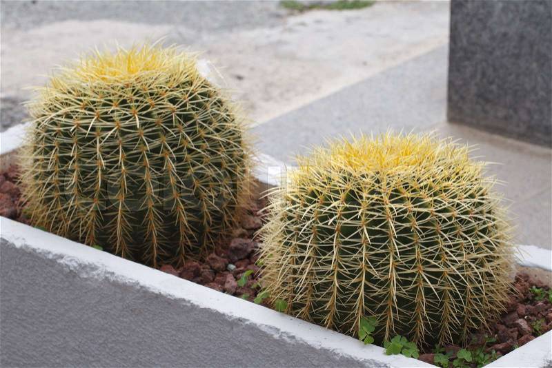 Golden Barrel Cactus in the flower bed outside. horizontal , stock photo