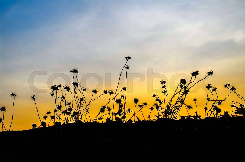 Grass silhouettes, grass silhouettes background with sun set, stock photo