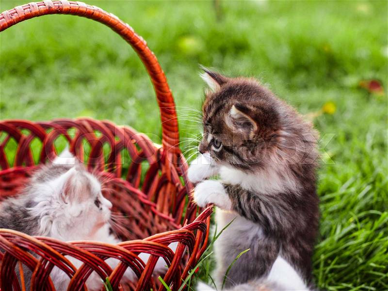 Kittens in the basket on the grass outdoors, stock photo