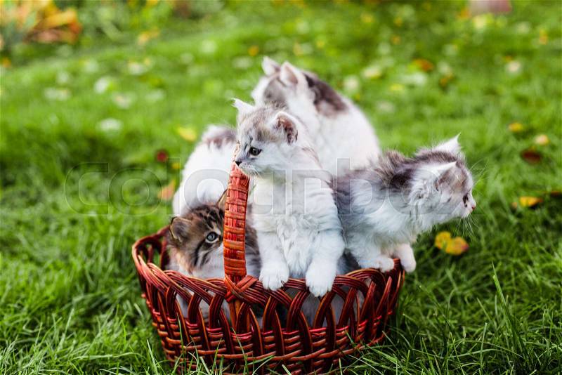 Kittens in the basket on the grass outdoors, stock photo