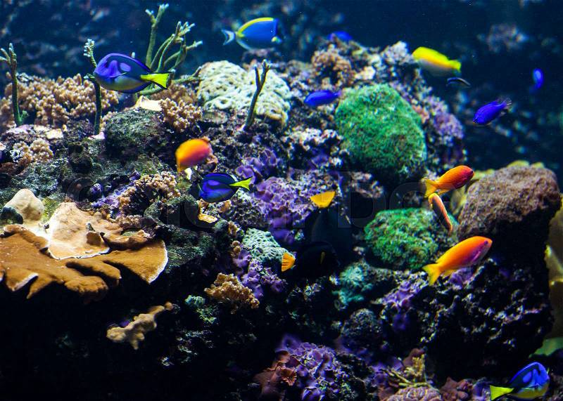 Tropical fishes meet in blue coral reef sea water aquarium. Underwater paradise, stock photo