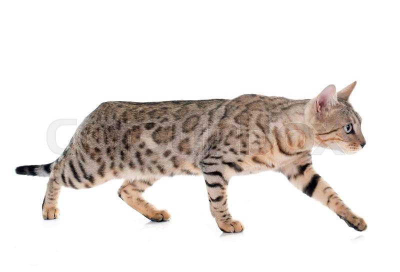 Bengal cat silver in front of white background, stock photo