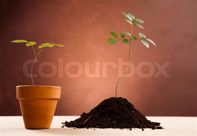 Plant and ecology, recycling, bright colorful tone concept, stock photo